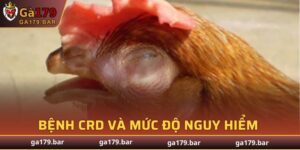 Bệnh CRD