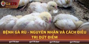 Bệnh Gà Rù
