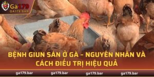 Bệnh Giun Sán Ở Gà