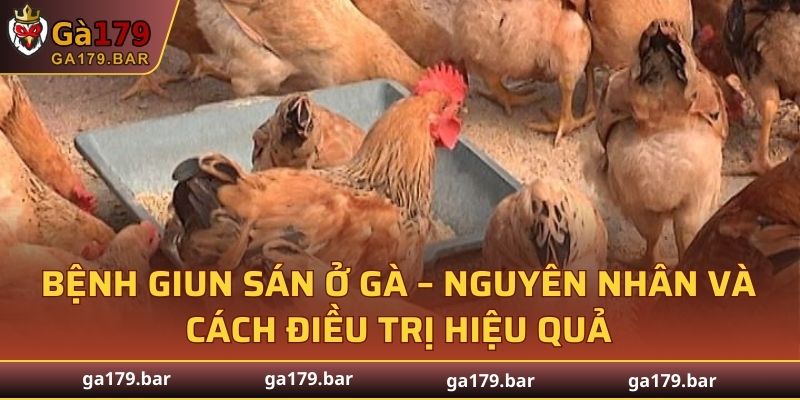 Bệnh Giun Sán Ở Gà