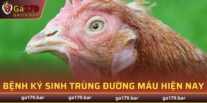 Bệnh Ký Sinh Trùng Đường Máu