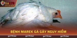Bệnh Marek Gà