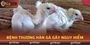 Bệnh Thương Hàn Gà