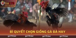 Bí Quyết Chọn Giống Gà Đá Hay