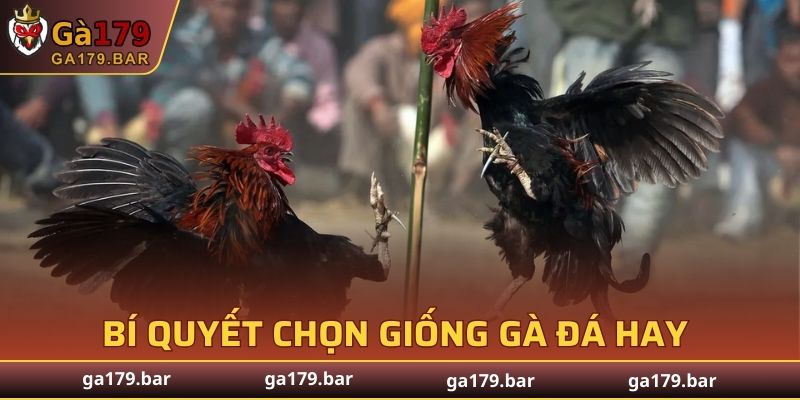 Bí Quyết Chọn Giống Gà Đá Hay