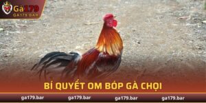 Bí Quyết Om Bóp Gà Chọi