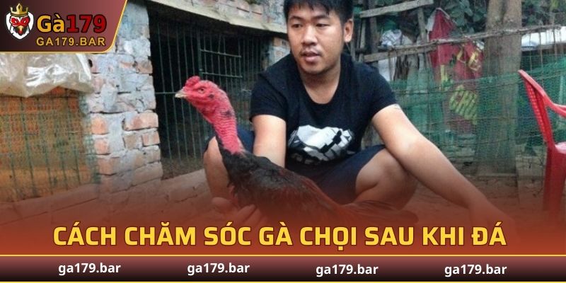 Cách chăm sóc gà chọi sau khi đá