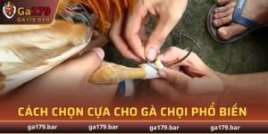 Cách Chọn Cựa Cho Gà Chọi