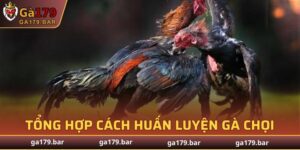Cách Huấn Luyện Gà Chọi
