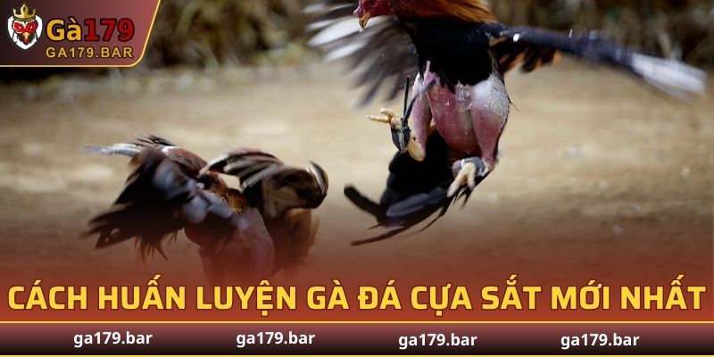 Cách Huấn Luyện Gà Đá Cựa Sắt