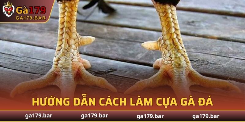 Cách Làm Cựa Gà Đá