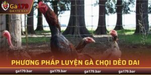 Cách Luyện Gà Chọi Dẻo Dai