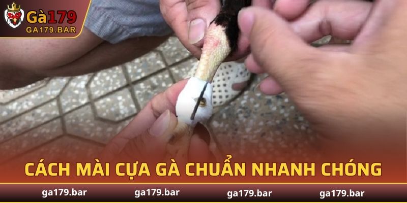 Cách Mài Cựa Gà