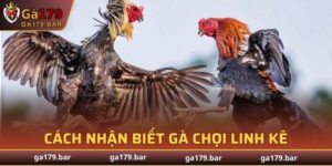Cách Nhận Biết Gà Chọi Linh Kê