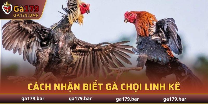 Cách Nhận Biết Gà Chọi Linh Kê