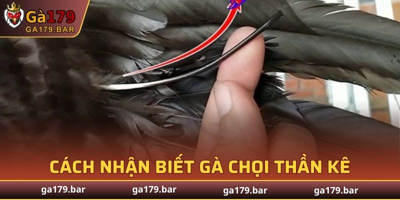Cách Nhận Biết Gà Chọi Thần Kê