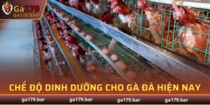 Chế Độ Dinh Dưỡng Cho Gà Đá