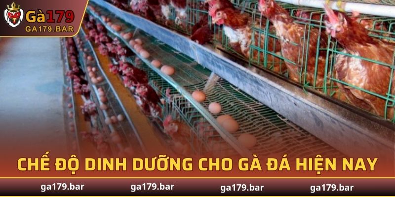 Chế Độ Dinh Dưỡng Cho Gà Đá