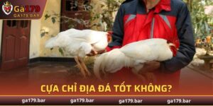 Cựa Chỉ Địa