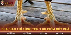 Cựa Giao Chỉ