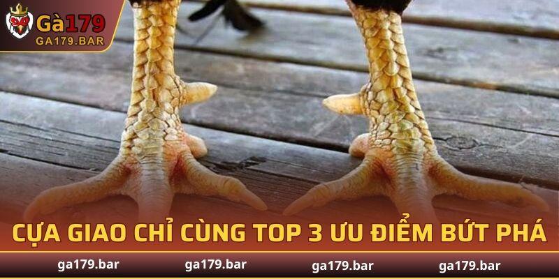Cựa Giao Chỉ