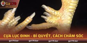 Cựa Lục Đinh