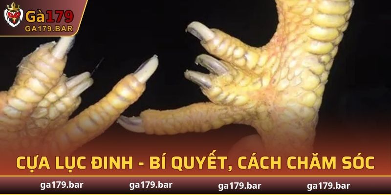 Cựa Lục Đinh