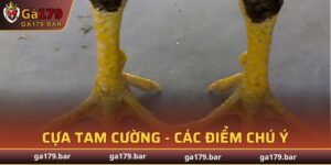 Cựa Tam Cường