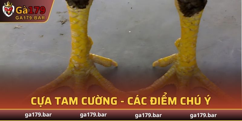 Cựa Tam Cường