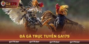 Đá Gà Trực Tuyến