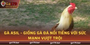 Gà Asil