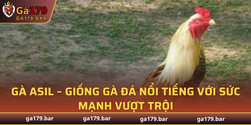 Gà Asil