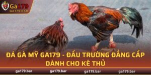 Gà Mỹ