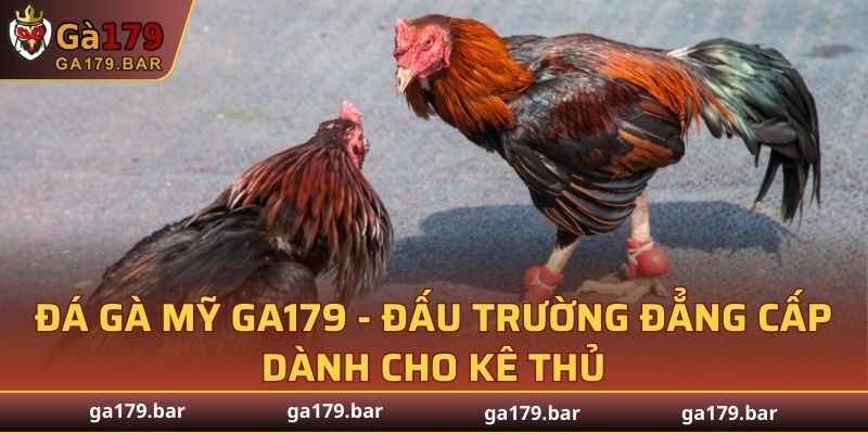 Gà Mỹ