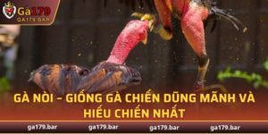 Gà Nòi