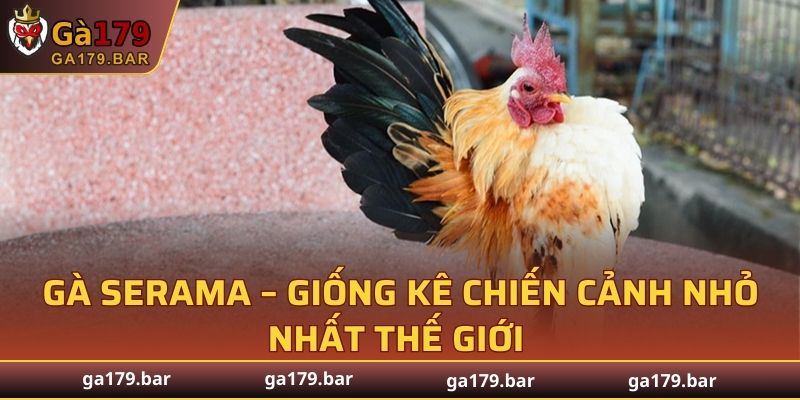Gà Serama