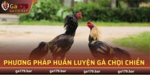 Huấn Luyện Gà Chọi Chiến