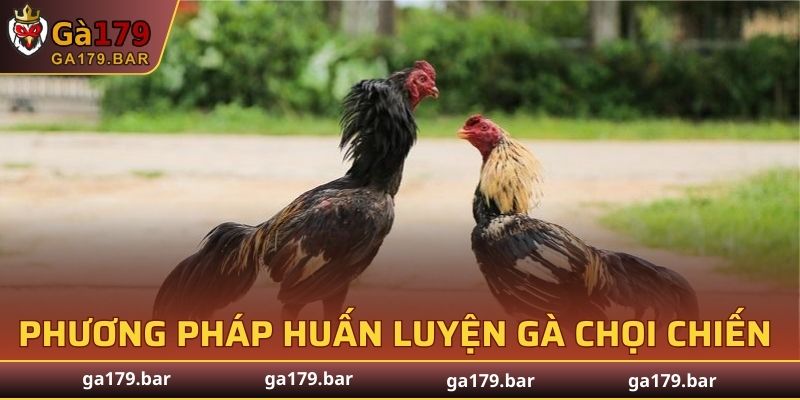 Huấn Luyện Gà Chọi Chiến