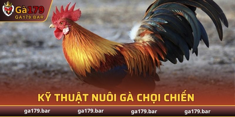 Kỹ thuật nuôi gà chọi chiến