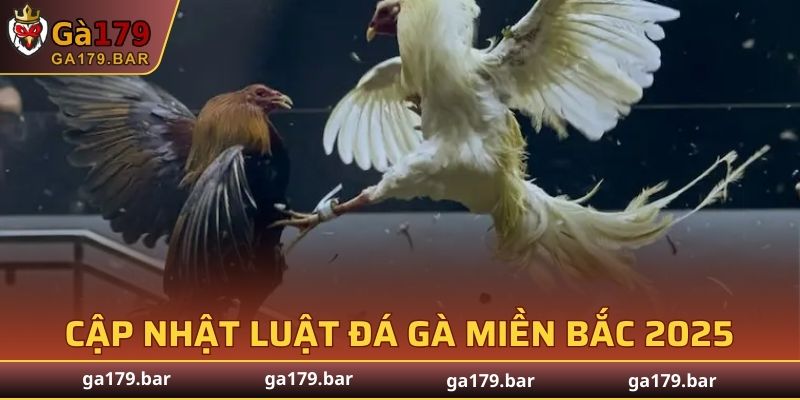 Luật Đá Gà Miền Bắc