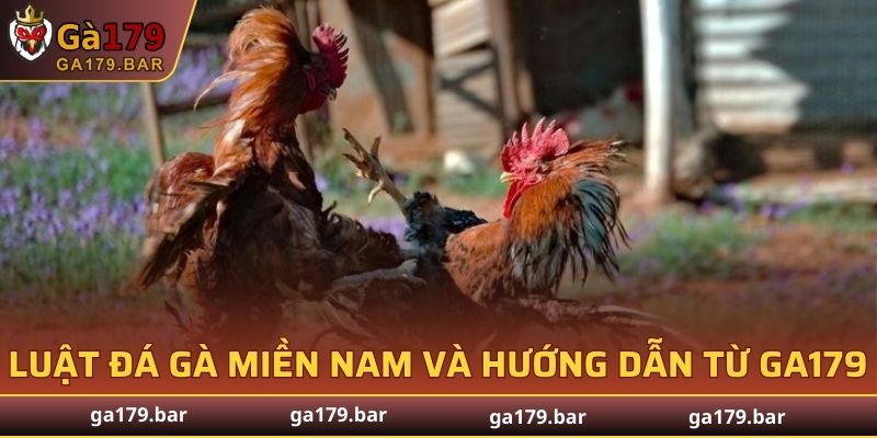 Luật Đá Gà Miền Nam