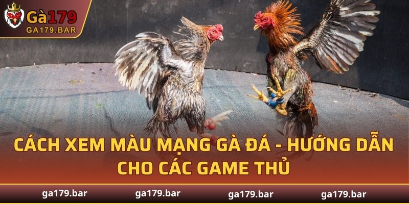 Màu Mạng Gà Đá