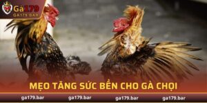 Mẹo Tăng Sức Bền Cho Gà Chọi