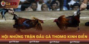Sảnh Cockfight Arena