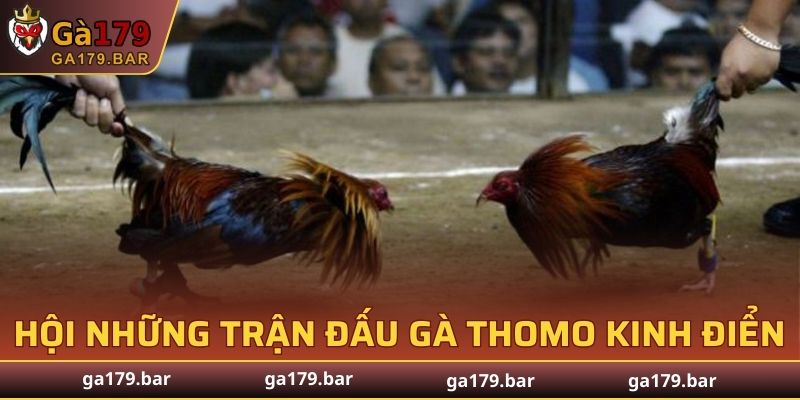 Sảnh Cockfight Arena