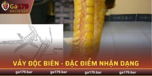 Vảy Độc Biên