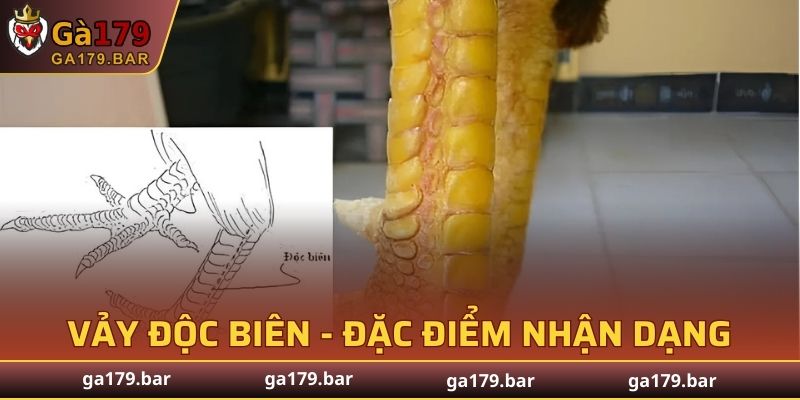 Vảy Độc Biên