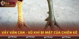 Vảy Vấn Cán